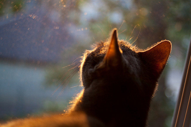 碾压与接管，当狼群战术遇见孤星闪耀