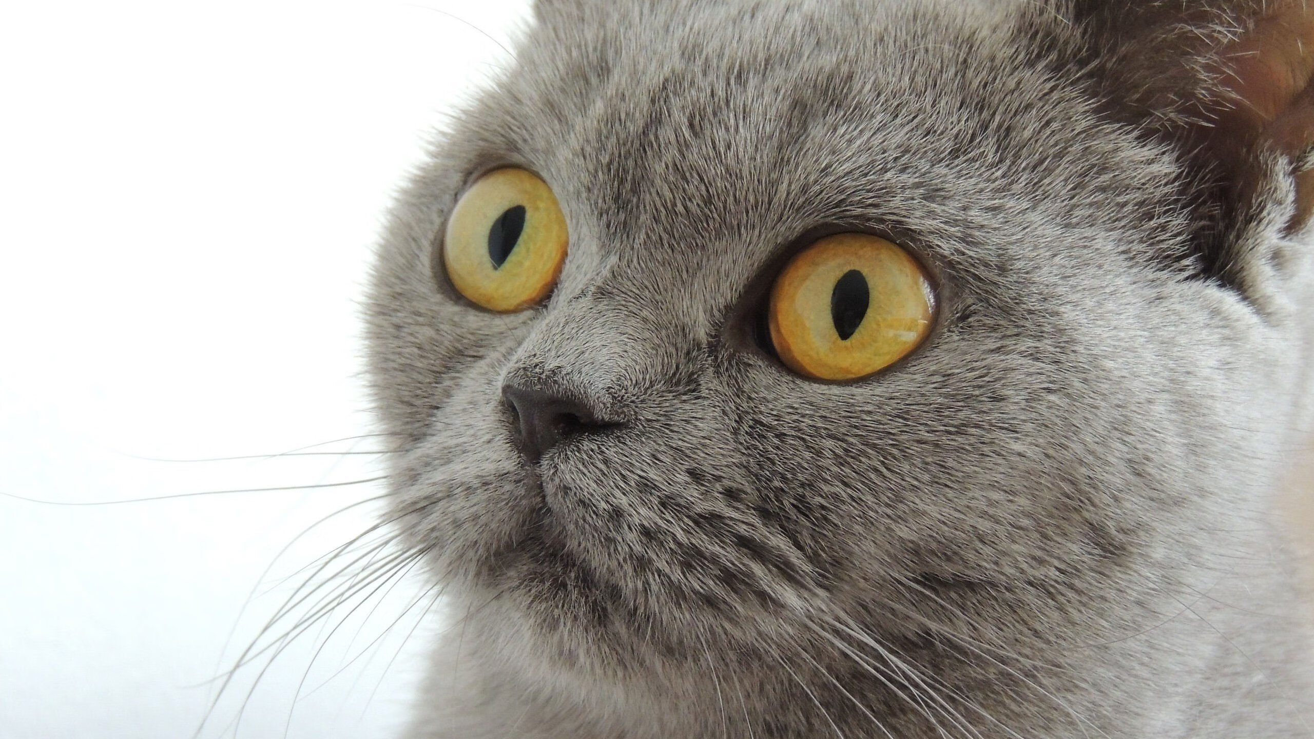 活塞节奏掌控猛龙,切特在NBA季后赛接管比赛