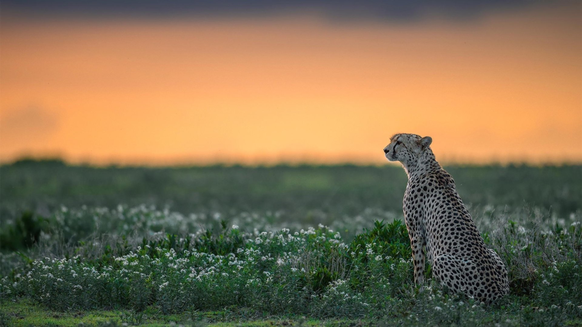 武切维奇46分三分雨破纪录，雄鹿双星合体终结公牛逆袭梦