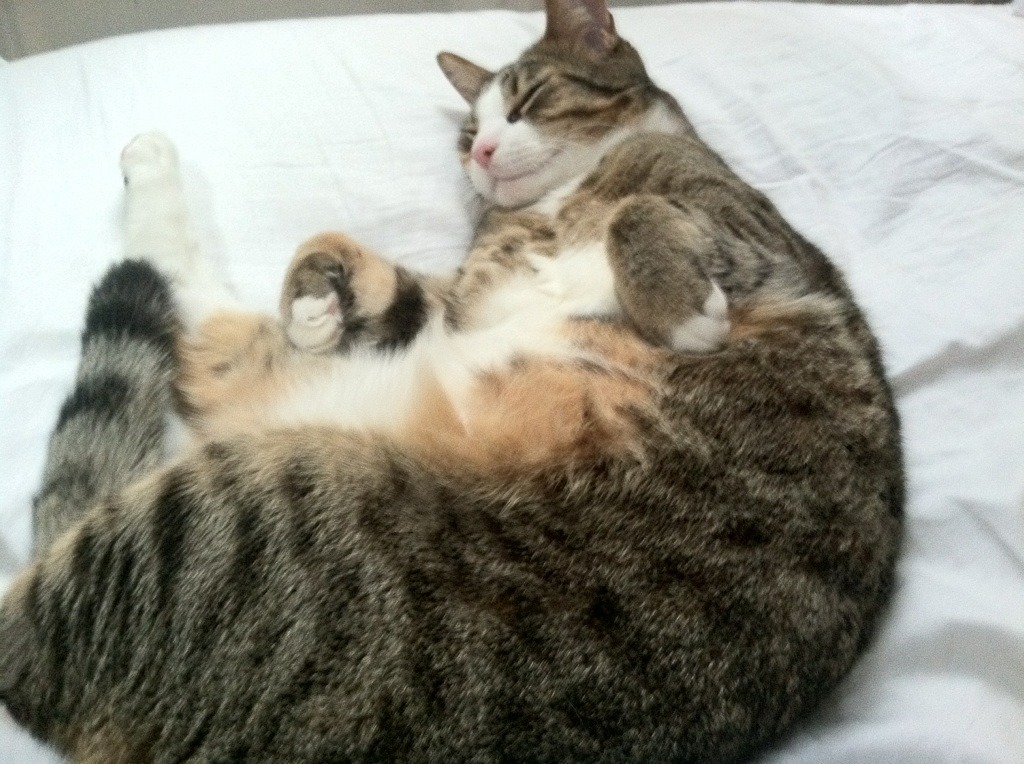 小贾伦爆发助浙江力克上海，砍下36分统治攻防两端