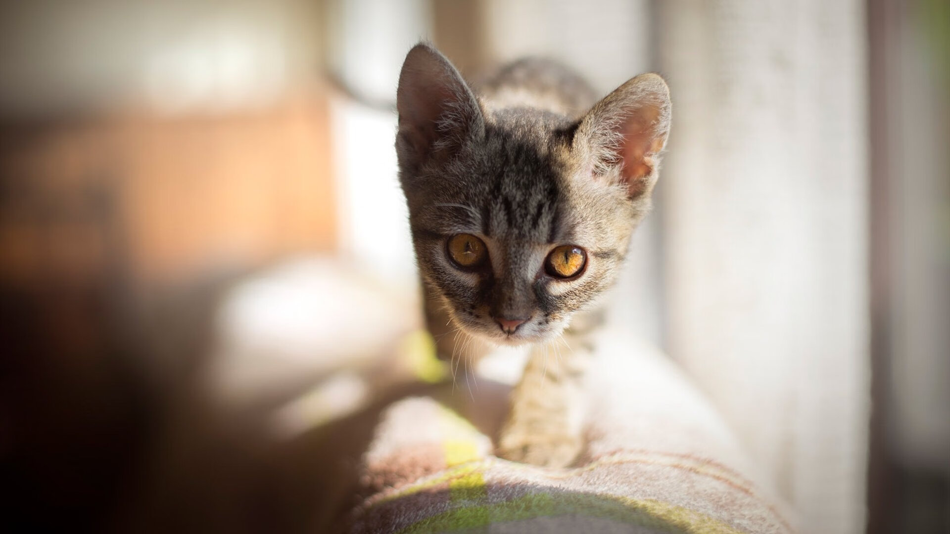 东决关键战与苏格兰突围巴拉圭,双重体育盛宴的焦点分析