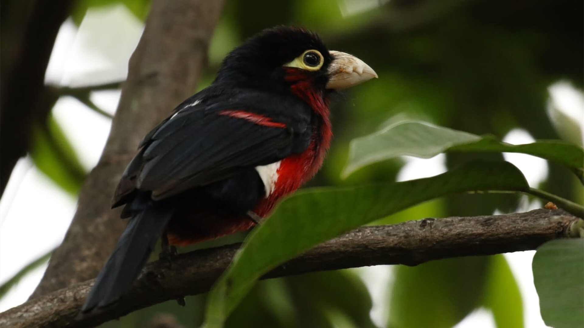 绝境双雄，从韩国生死战到巴雷拉接管之夜