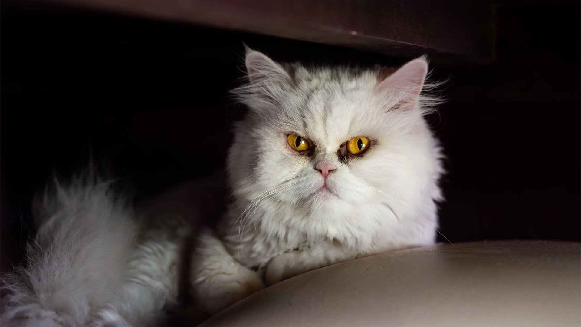 开云体育官网-双城记，米兰绝杀映照密尔沃基，莱奥与福克斯的破晓时刻