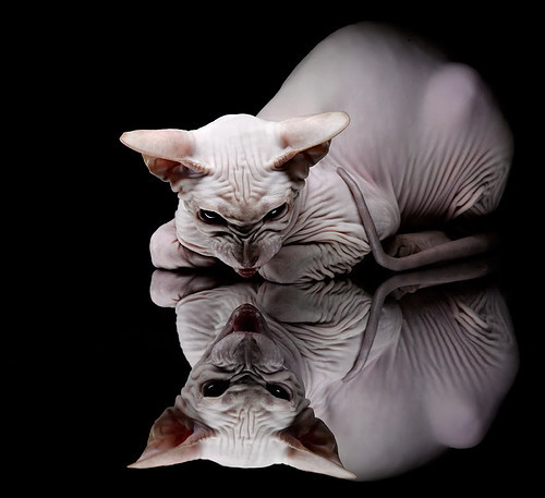 京多安的画笔，当德国大脑在佛罗伦萨的绿茵上绘就新文艺复兴