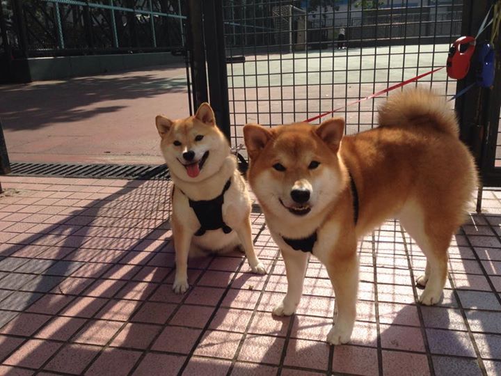 开云体育平台APP-今夜，詹姆斯在快船队附体，进攻端无解表演击沉灰熊