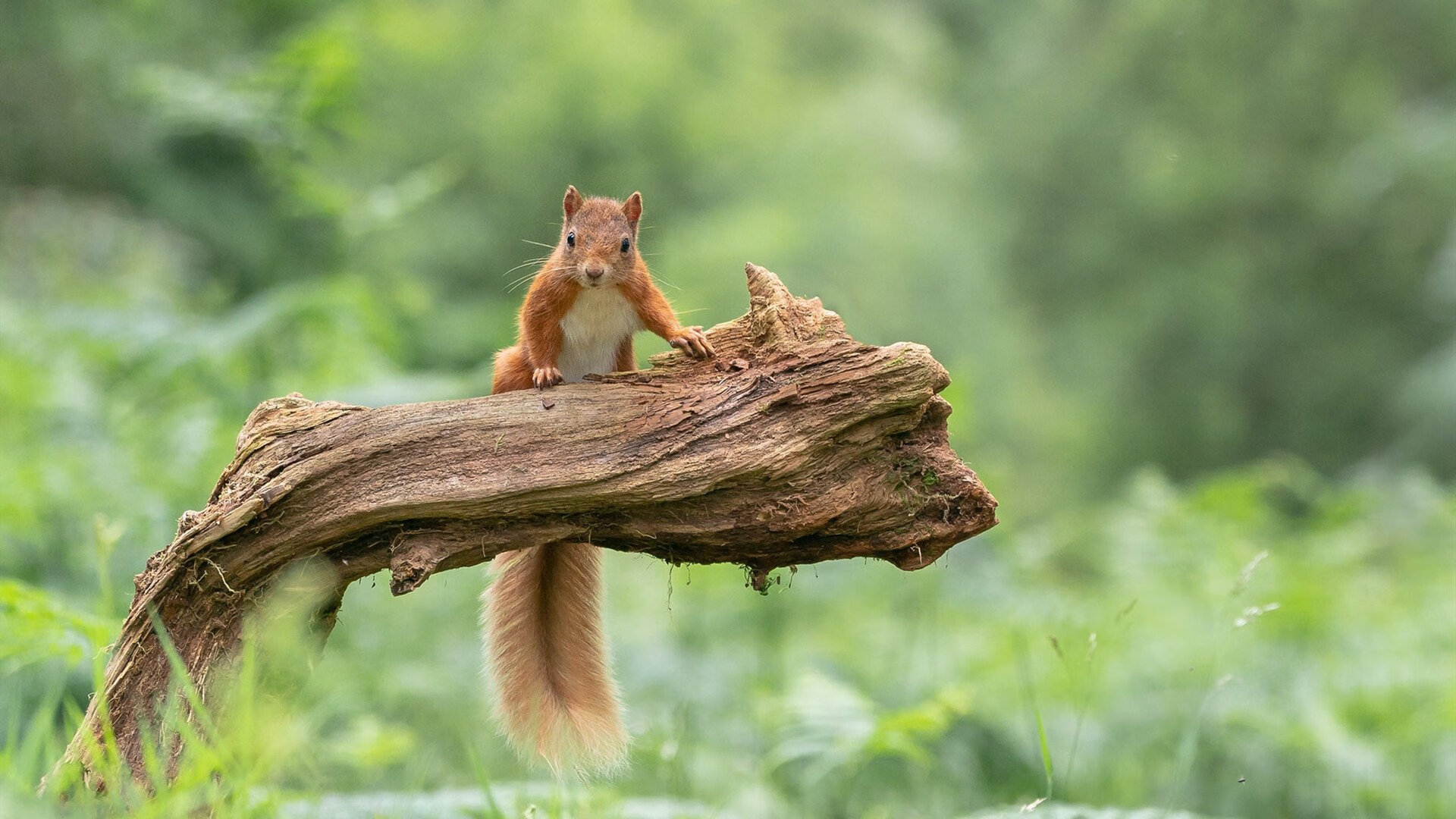 风暴来袭，当约基奇成为黄蜂刺穿开拓者的无解方程式