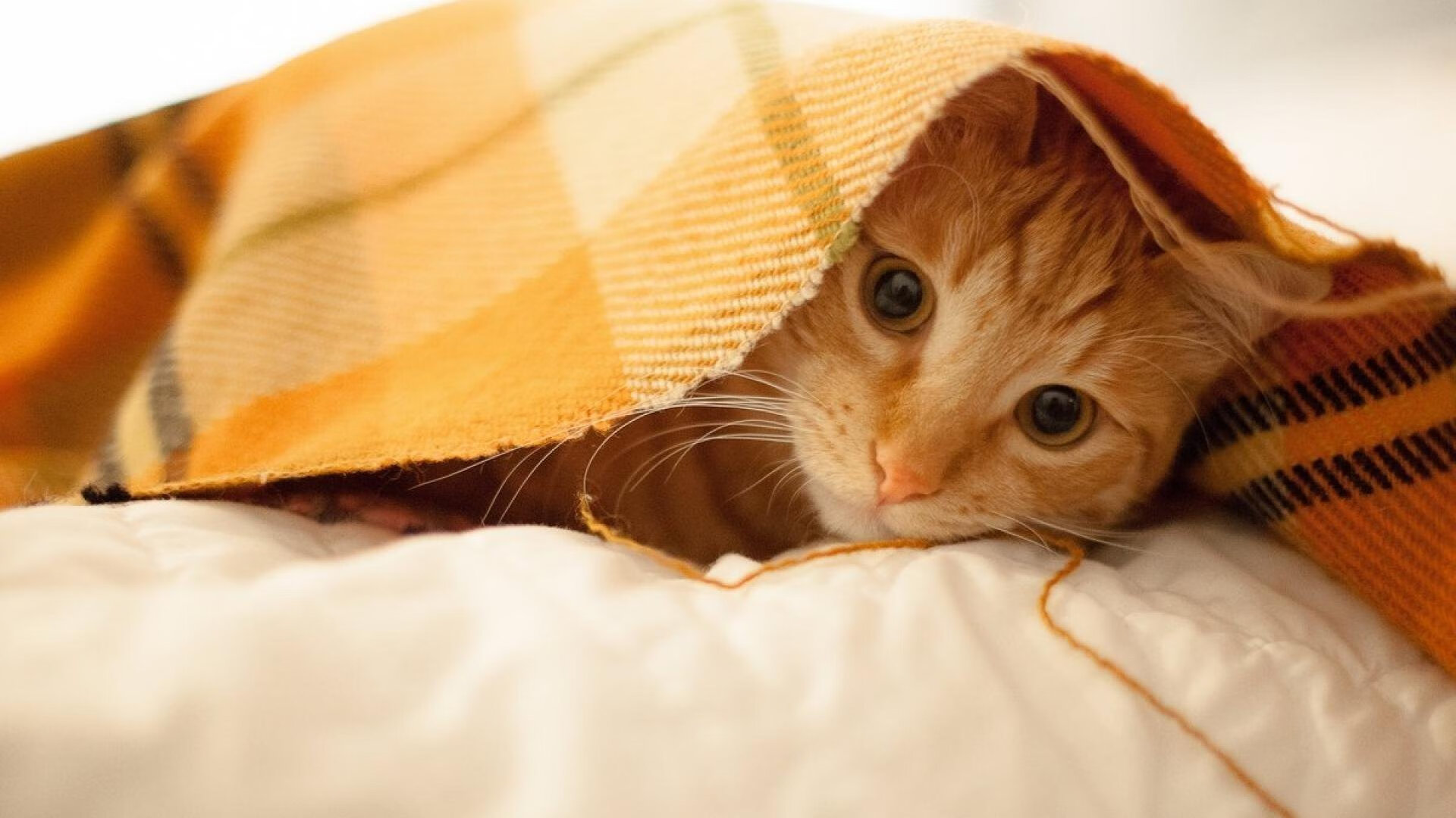 绿茵灯光，努涅斯的世界排名之夜，愈压愈强的舞台哲思