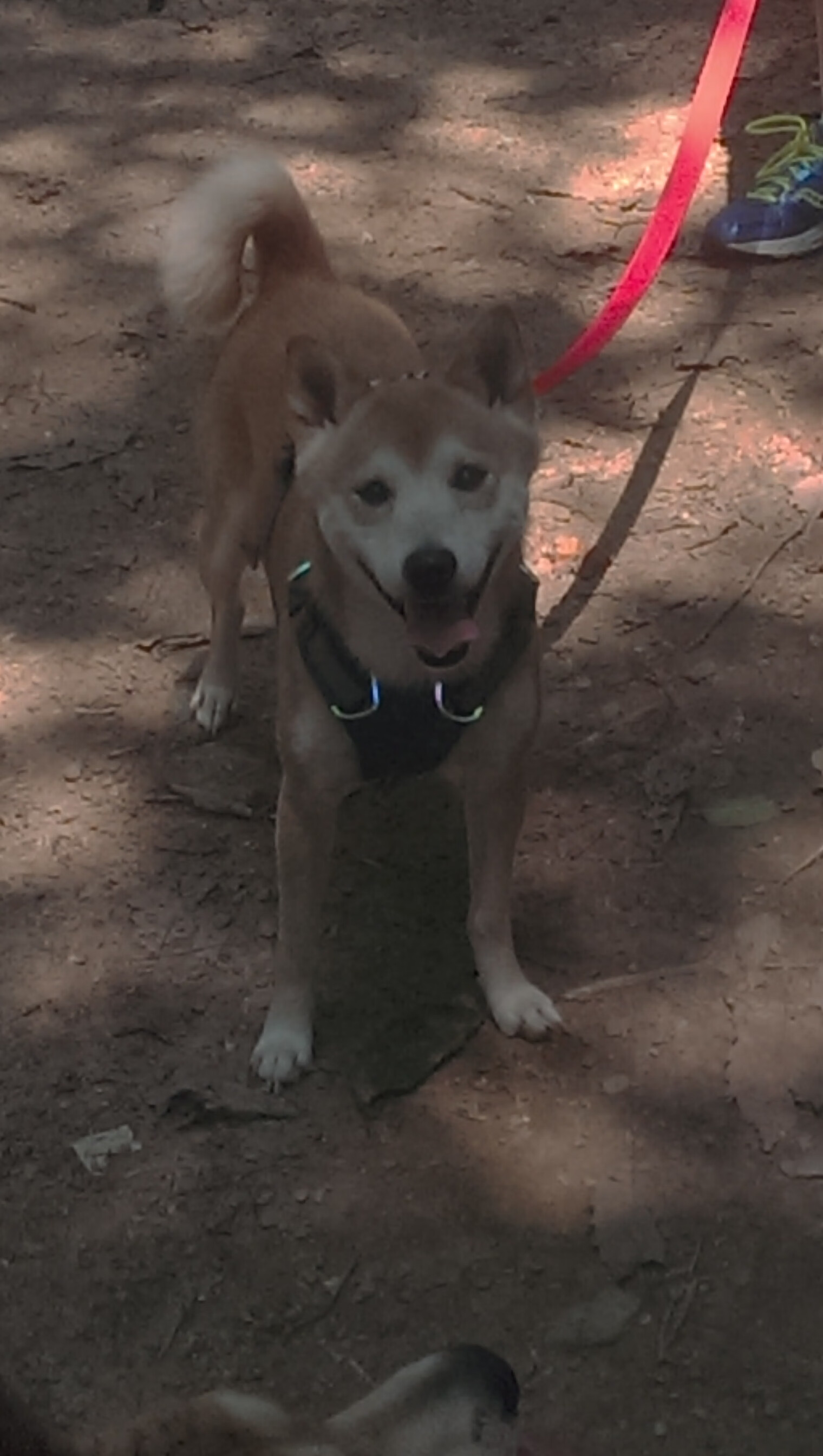 铁幕降临！锡安锁死广厦箭头，奇才客场完成逆转好戏