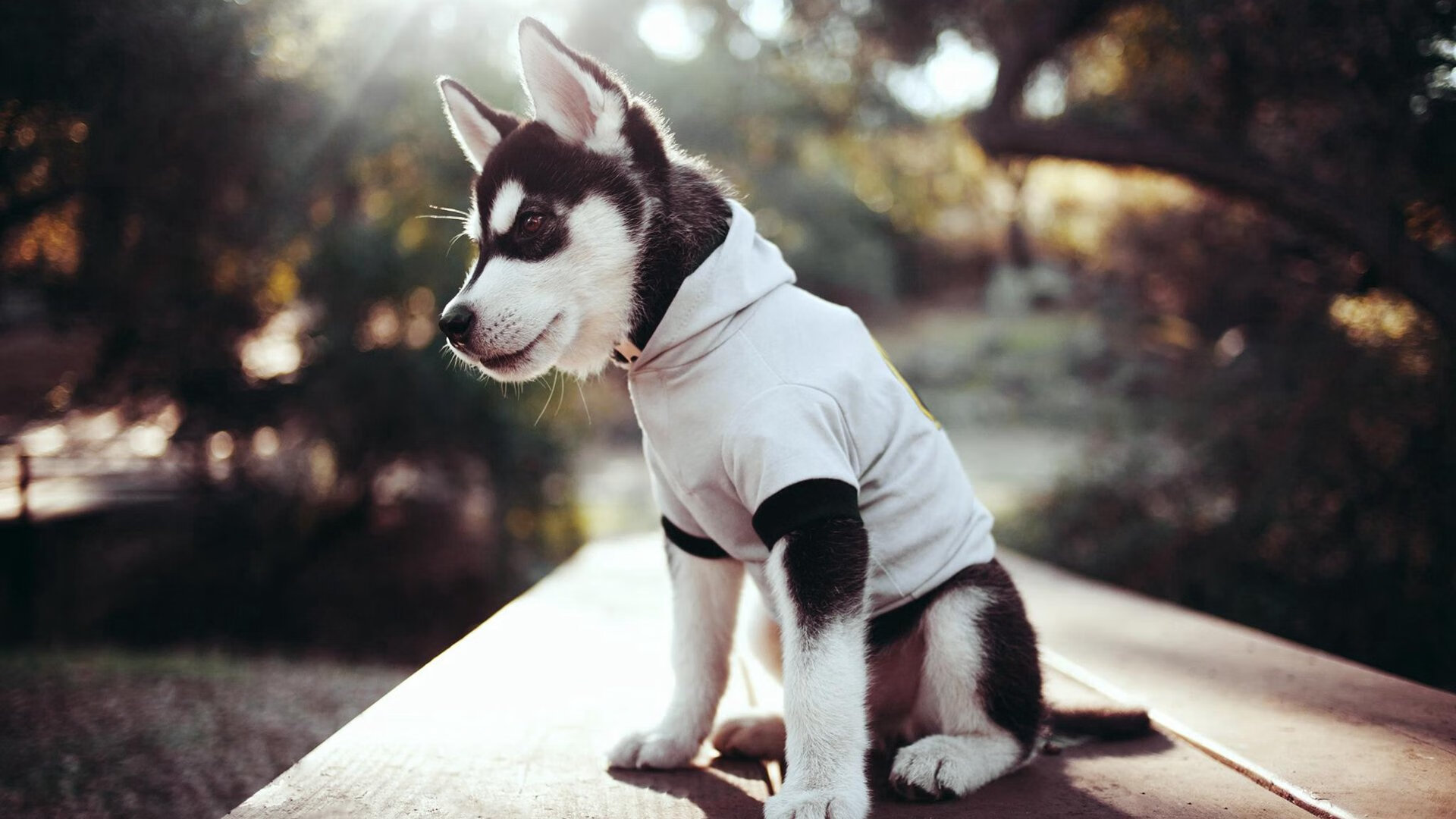 双线荒诞，新疆队狂胜马刺之夜，约基奇在英超争冠战接管绿茵