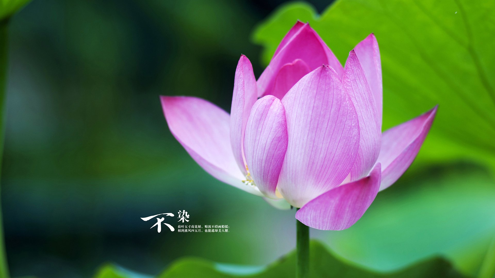 开云体育下载-巴黎完胜日本，格列兹曼为何是天生的大场面先生？